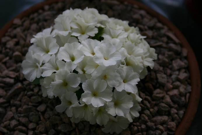 Primula 'Broadwell Milkmaid' 