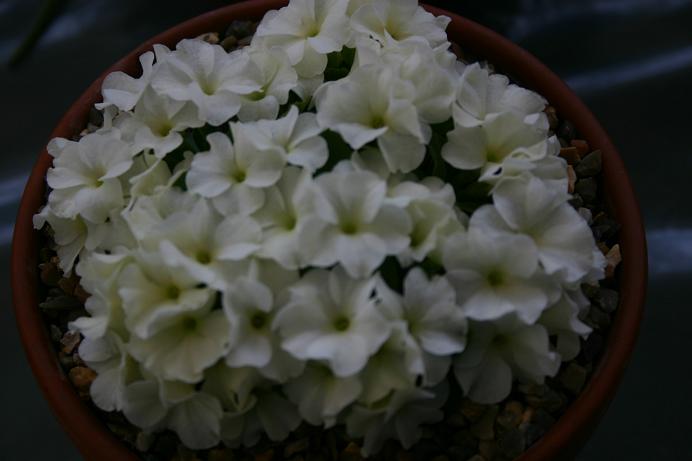 Primula 'Broadwell Milkmaid' 