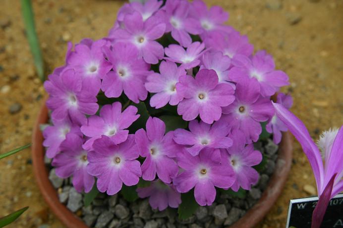 Primula 'Broadwell No5' 