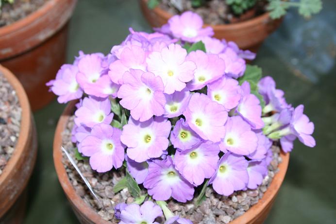 Primula 'Broadwell Oliver' 