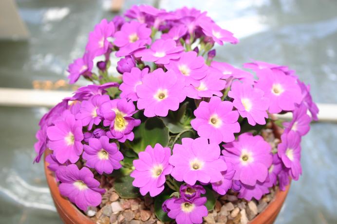 Primula 'Broxbourne' 