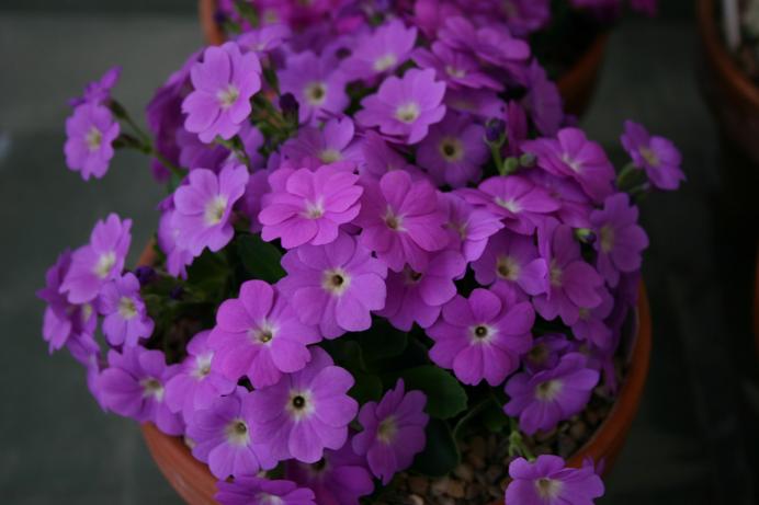 Primula 'Broxbourne' 