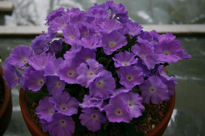 Primula 'Clarence Elliott' 