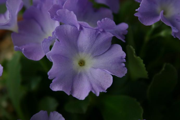 Primula 'Clarence Elliott' 