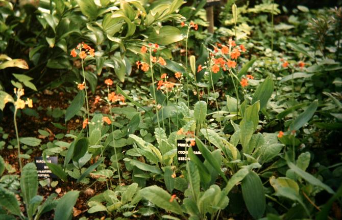 Primula cockburniana 