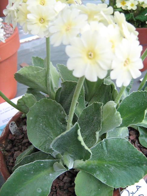 Primula 'Cornish Cream' 