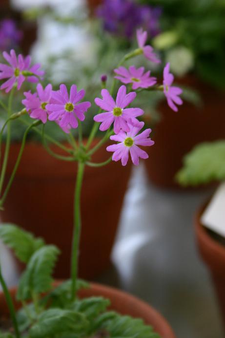 Primula cortusoides 