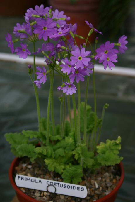 Primula cortusoides 