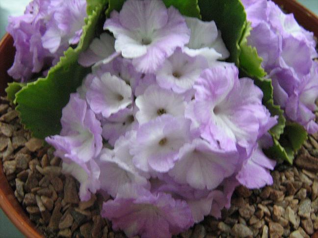 Primula 'Crepes Suzettes' 