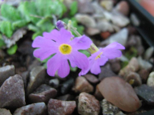 Primula darialica 