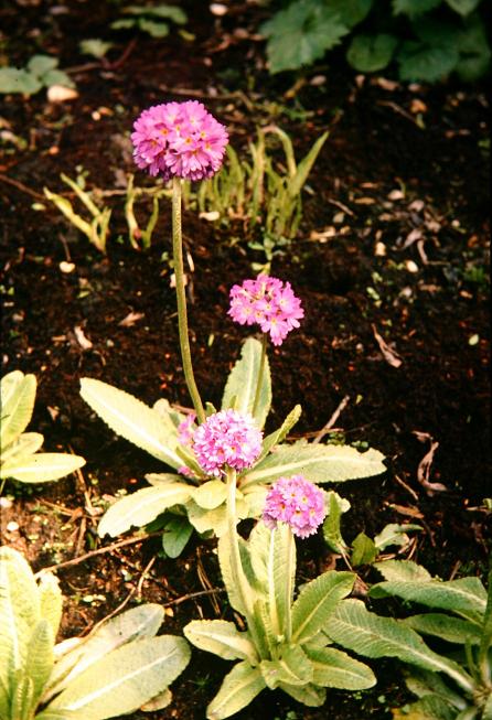 Primula denticulata 