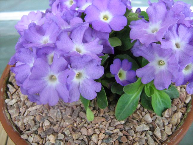 Primula 'Doris Payne' 