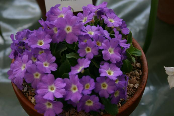 Primula 'Doris Payne' 