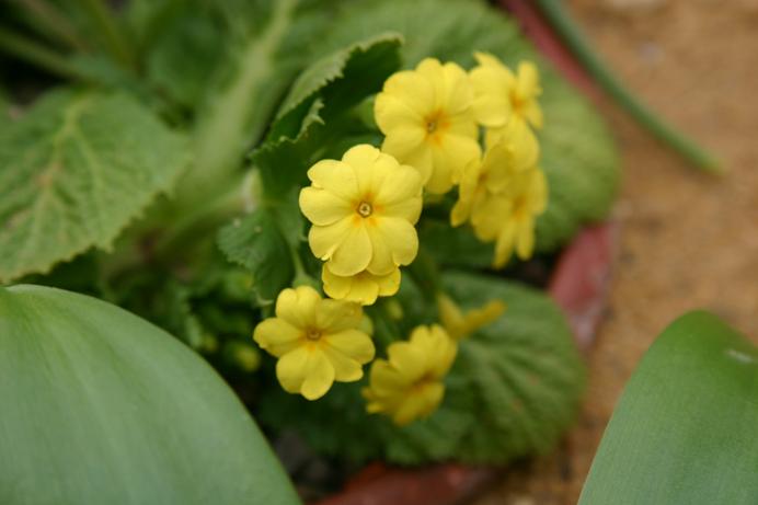 Primula edelbergii 