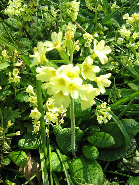 Primula elatior ssp leucophylla 