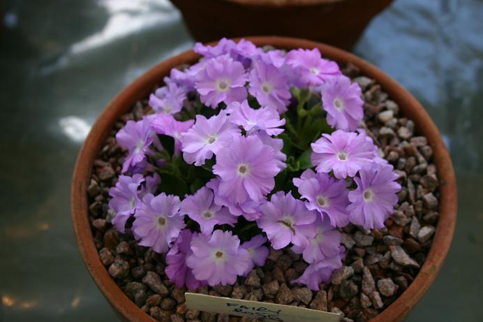 Primula 'Fairy Rose' 