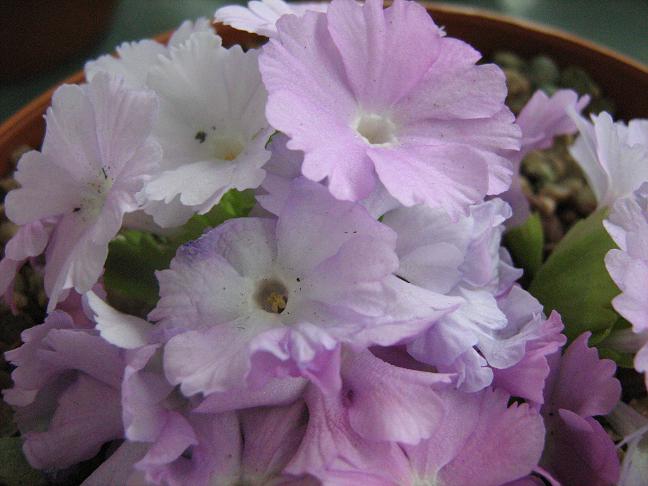 Primula 'Fairy Rose' 