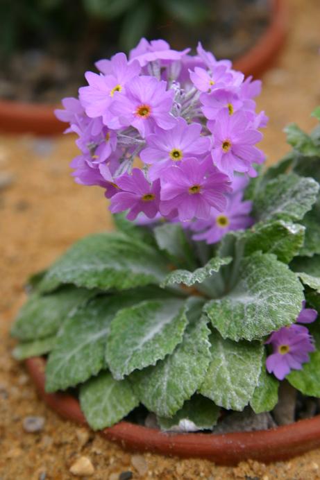 Primula farinosa 