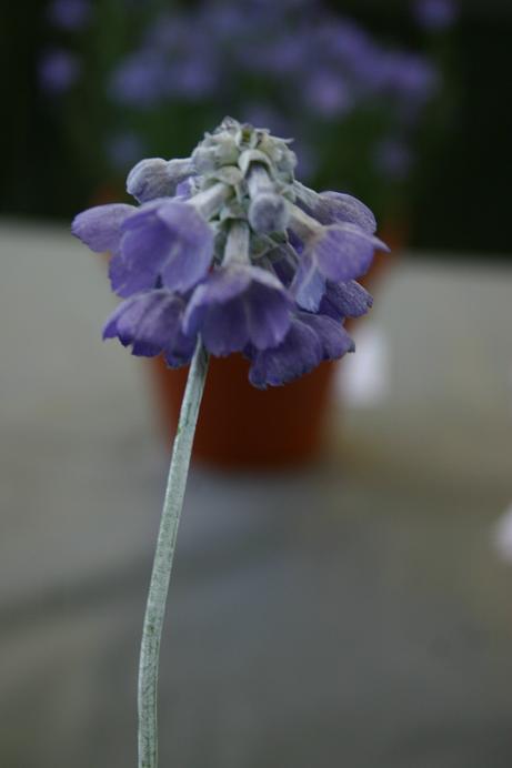 Primula flaccida 