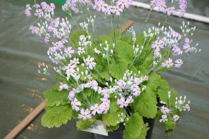 Primula forbesii 