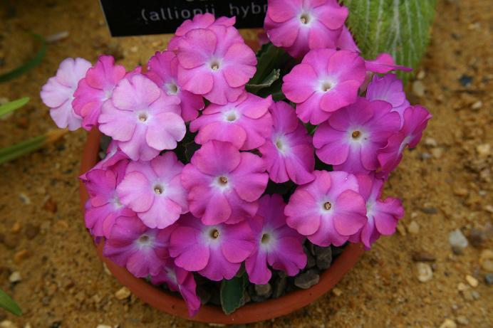 Primula 'Garnet' 