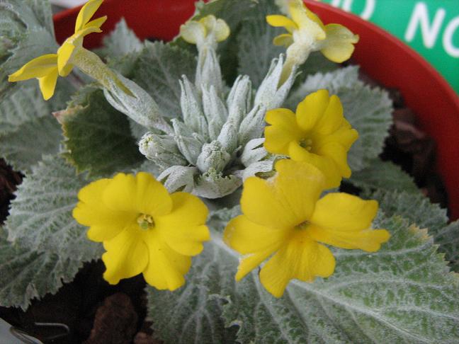 Primula gaubeana 