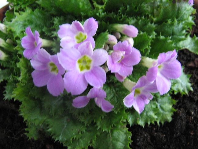 Primula gracilipes 