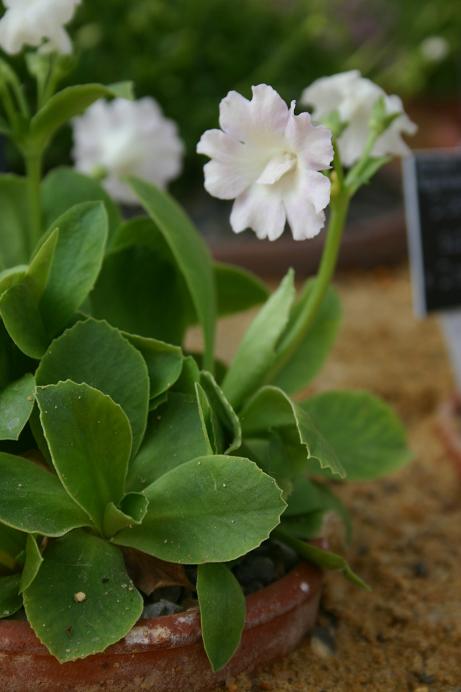 Primula 'Hazel's White' 