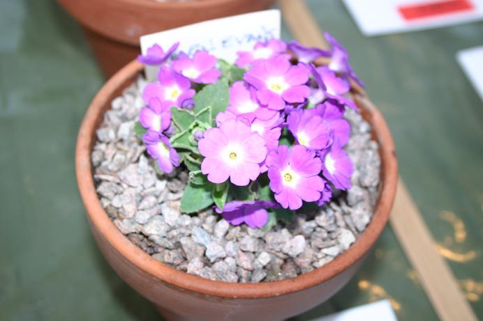 Primula 'Helen Evans' 