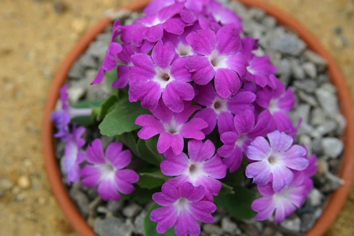 Primula 'Hemswell Blush' 