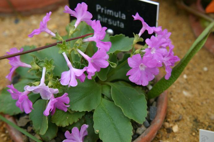 Primula hirsuta 