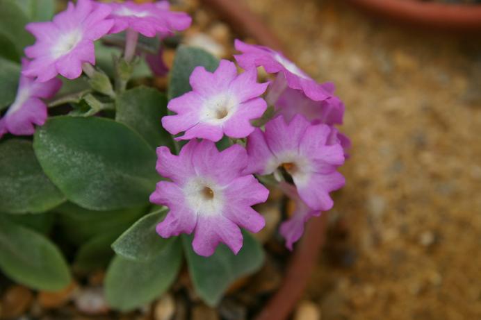 Primula 'Hythe Friller' 