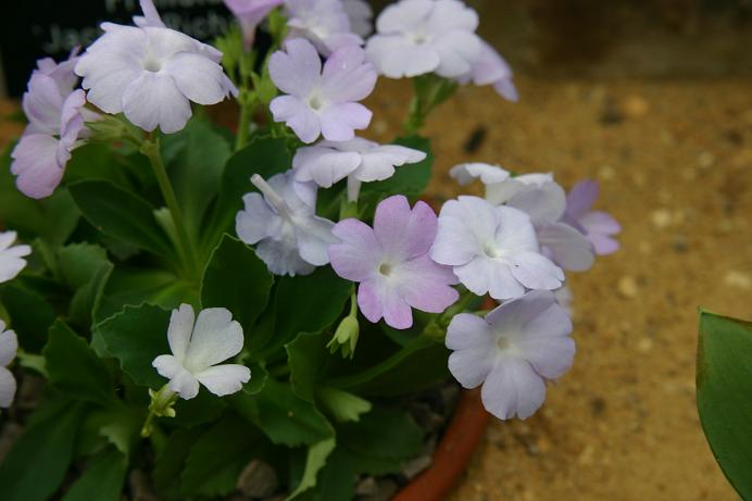 Primula 'Jackie Richards' 