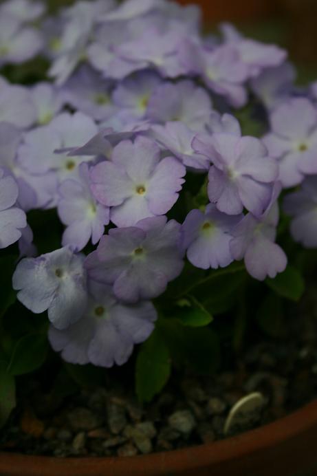 Primula 'Jackie Richards' 