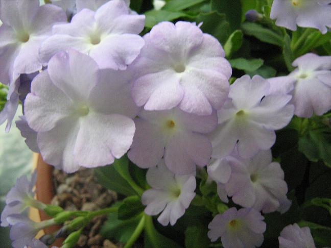 Primula 'Jackie Richards' 