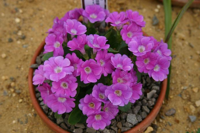 Primula 'Janet Aldrich' 