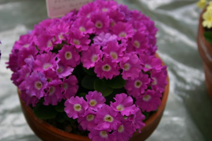 Primula 'Janet Aldrich' 