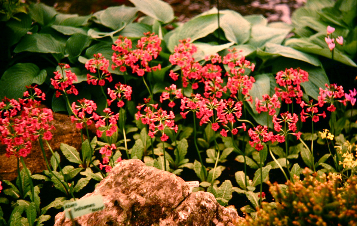 Primula japonica 