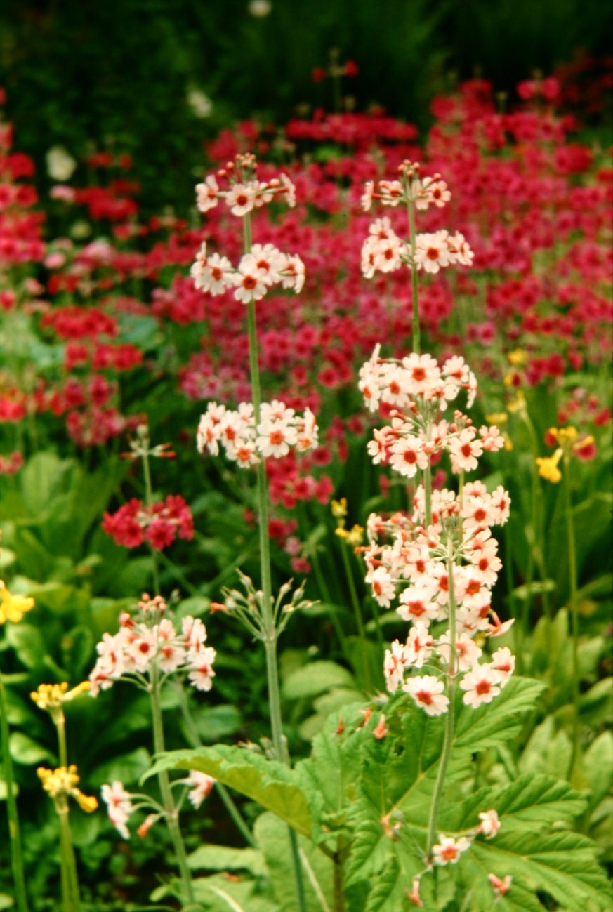 Primula japonica 