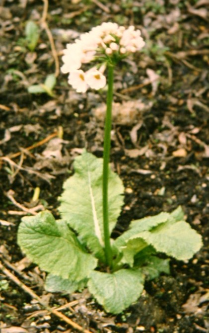 Primula japonica 'Postford White' 