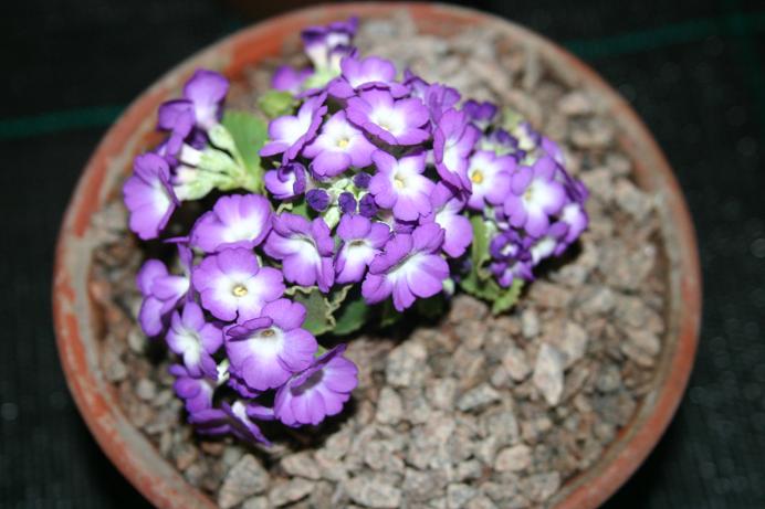 Primula 'Joan Hughes' 