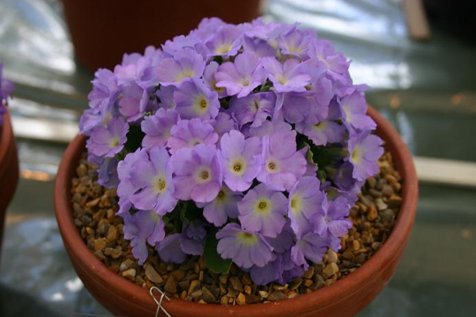 Primula 'Jo Jo' 