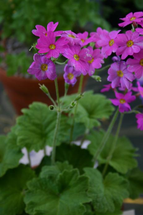 Primula kisoana 