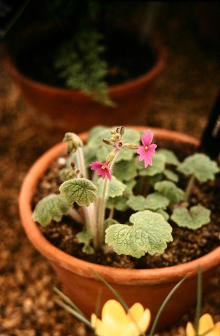 Primula kisoana 