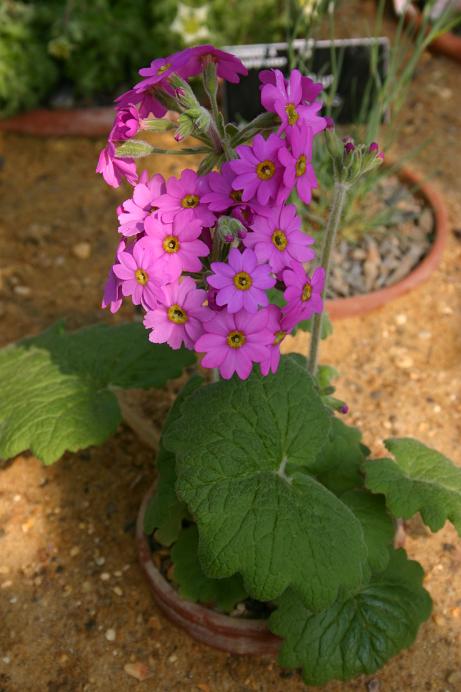 Primula kisoana 