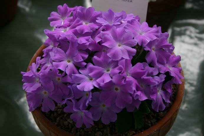 Primula 'Lilac Lover' 