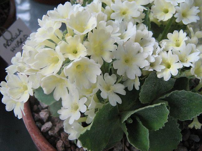 Primula 'Lindum Limelight' 