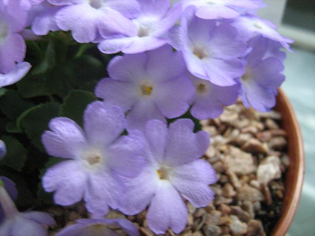 Primula 'Lindum Rhapsody' 