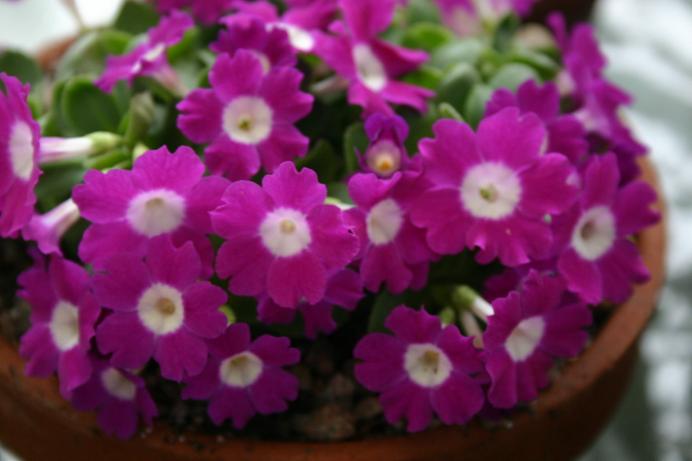 Primula 'Lismore Jewel' 