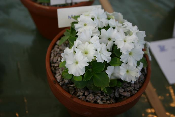 Primula 'Maiden' 